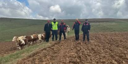 Sivas'ta Kaybolan Hayvanlar Dron İle Bulundu