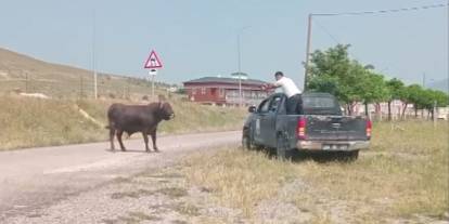 Sivas'ta Kesimden Kaçan Boğa Zor Yakalandı