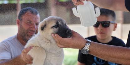 Sivas Kangalları Keneden Korunuyor