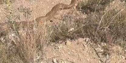 Sivas’ta Nadir Görülen Yılanı Kameraya Aldı