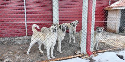 Sivas'ta Sahipsiz Köpek Sorunu Çözülecek
