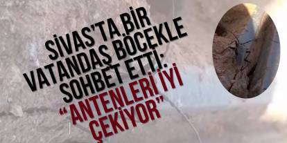 Sivas’ta Bir Vatandaş Böcekle Sohbet Etti: “Antenleri İyi Çekiyor”