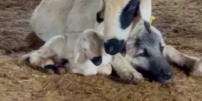 Sert Görünür, Şefkatle Korur: Kangal ve Koyunun Dostluğu