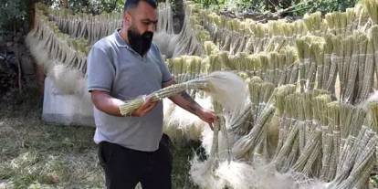Sivas'ta Yetiştiği Yeri Terk Eden Bitki