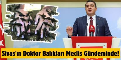 Sivas'ın Doktor Balıkları Meclis Gündeminde!