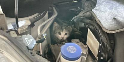 Sivas'ta Kedi Kurtarma Operasyonu