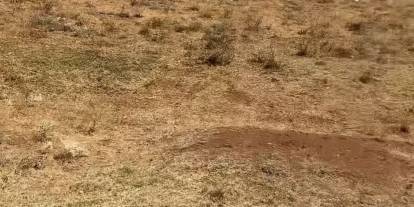 Sivas’ta navigasyon kahve dedi, tarla çıktı!