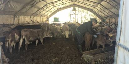 Sivas’ta Hayvan Hastalıklarıyla Mücadele Aralıksız Sürüyor