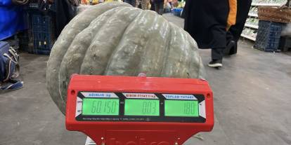 Sivas’ta rekor kıran bal kabağı: 60 kilo ağırlığında