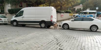 Sivas’ta sokak köpekleri araçları parçaladı