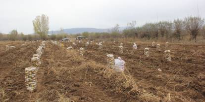 Zara’da Patates Hasadı Tüm Hızıyla Sürüyor