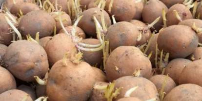 Uzmanlardan önemli uyarı: filizlenmiş patatesler sağlığa zararlı