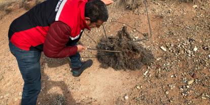 Sivas’ta Süne Zararlısına Karşı Önlem