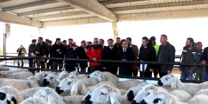 Sivas’ta Üreticiye 7 Milyon TL’lik Koyun-Koç Desteği