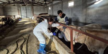Şap Riskine Karşı Sivas Ayakta!
