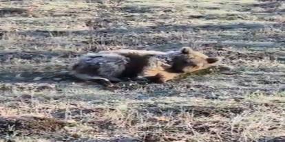 Sivas'ta yol kenarındaki yaralı ayı kurtarılamadı