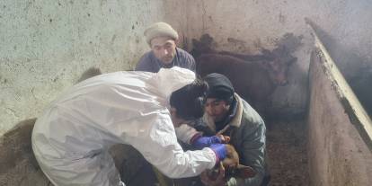 Sivas’ta hayvan sağlığı için rapel seferberliği