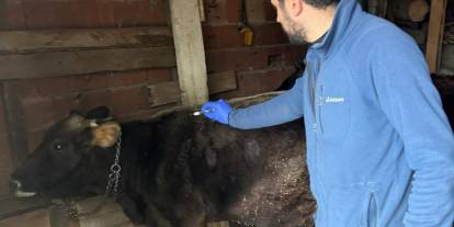 Sivas’ta Büyükbaş Hayvanlarda Rapel Aşılama Çalışmaları Sürüyor