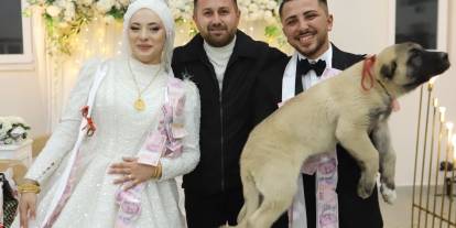 Düğünde Çifte Takı Yerine Yavru Kangal Hediye Ettiler