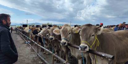Şarkışla Hayvan Pazarı Yeniden Açılıyor