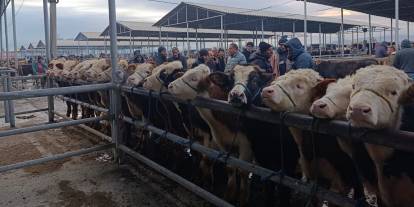 Sivas’ta Hayvan Pazarı Açıldı, Üretici Rahatladı