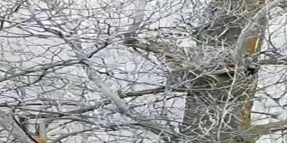 Sivas'ta ormanın hayaleti ağaca çıktı