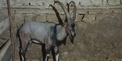 Sivas Gürün’de Yaralı Dağ Keçisi Koruma Altına Alındı