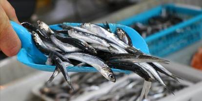 Türkiye'den 11 ayda 14,4 milyon dolarlık hamsi ihracatı yapıldı