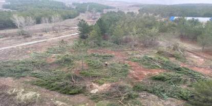 Sivas'ta üniversitede ağaç kıyımı