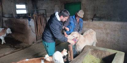 Sivas’ta hayvan sağlığı için aşılama çalışmaları sürüyor