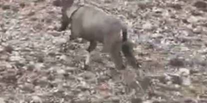 Sivas'ta yaralı yaban keçisi yeniden doğaya salındı