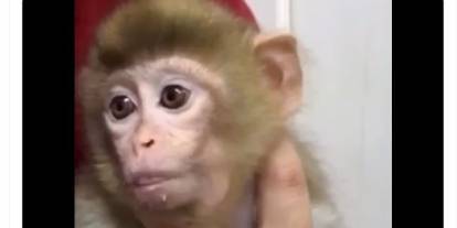 Ele Geçirilen Makak Maymunu Koruma Altına Alındı
