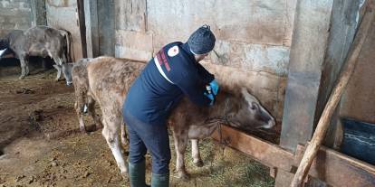 Sivas’ta Büyükbaş Hayvanlarda Rapel Aşılama Sürüyor