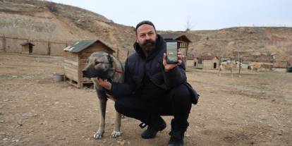 Kurtlar Aç, Şehirler Tehlikede: Uzman Uyarıyor