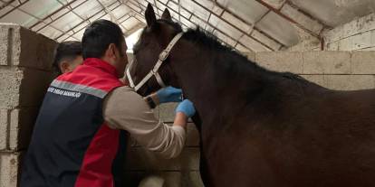 Sivas’ta Safkan Atların Damızlık İşlemleri Yapıldı