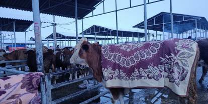 Sivas’ta Hayvanlar Üşüdü, Besiciler Battaniyeyle Isıtmaya Çalıştı