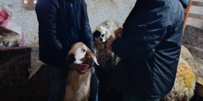 Sivas’ta büyükbaş hayvanlar için rapel aşılama çalışmaları sürüyor