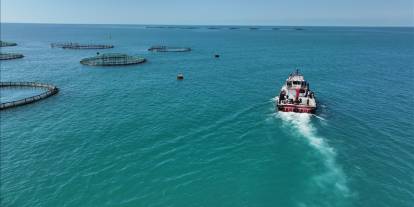 Türkiye'de 2025'te balık üretiminde rekor kırıldı