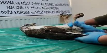 Sivas'ta yaralı şahin doğaya salındı