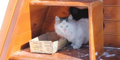 Sivas’ta Sokak Hayvanları Unutulmadı