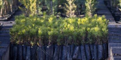 517 milyon fidan ve tohum toprakla buluştu