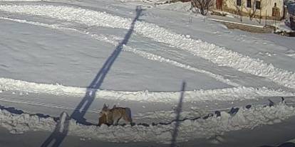 Sivas'ta belgeselleri aratmayan görüntü