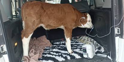 Sivas'ta Dumandan Zehirlenen Buzağıya Bagajda Tedavi