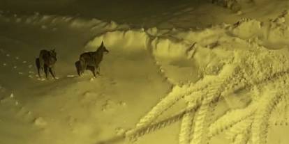 Sivas’ta köy sokaklarında vaşak ve kurt turu!