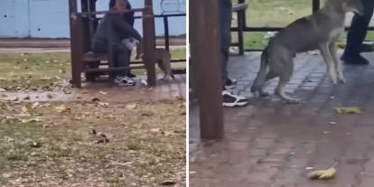 Kurtlara alkol verip bağlayarak götürdüler