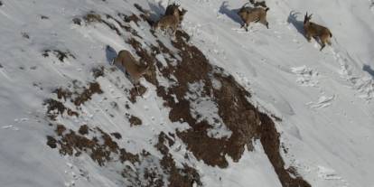 Sivas'ta yaban hayatı için doğaya yem bırakıldı