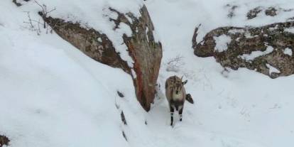 Sivas’ta Karlı Tepelerde Sürpriz Görüntü
