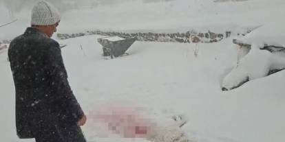 Sivas’ta Kurt Dehşeti