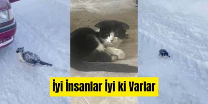 Sivas'ta İyilik Kazandı, Donmak Üzere Olan Kedi Kurtarıldı