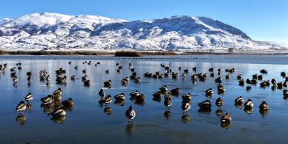 Sivas'ta buz tutan gölün 'vefalı' sakinleri